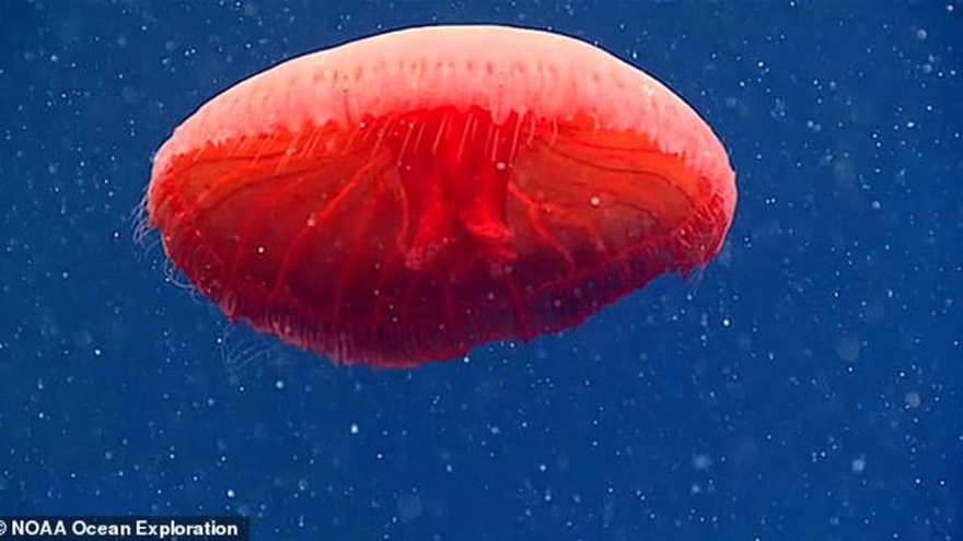 Lần đầu phát hiện sứa đỏ tuyệt đẹp ở Đại Tây Dương
